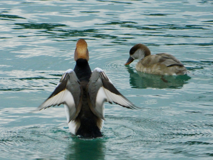 Fistione turco? (coppia)